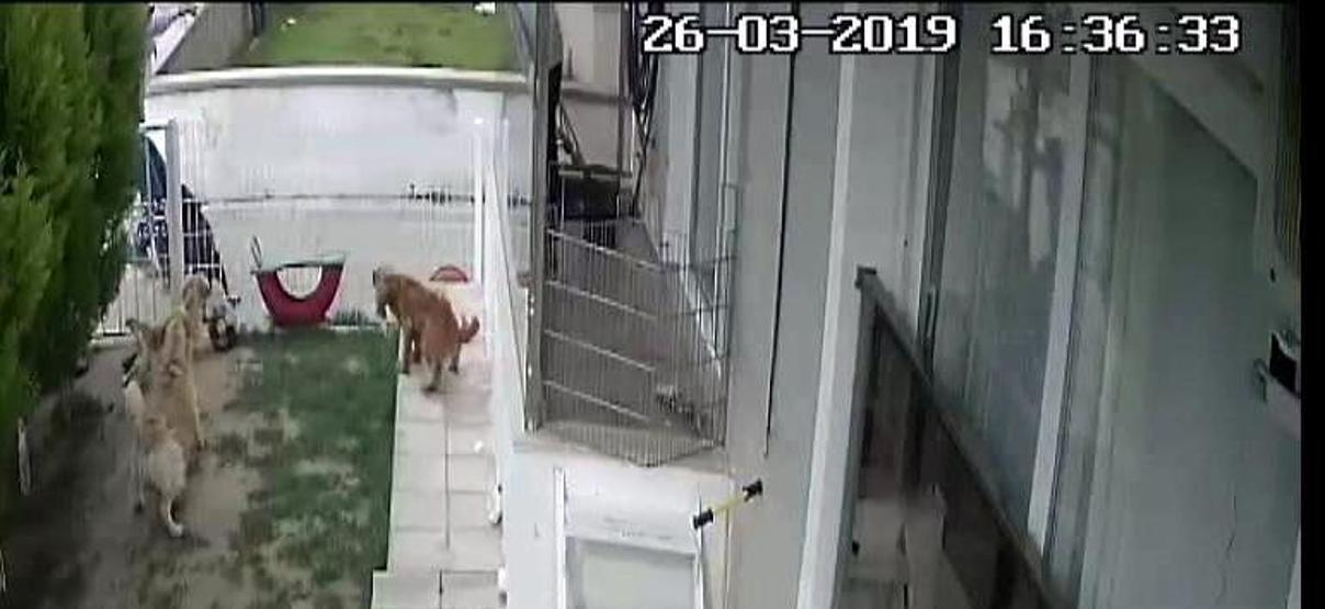 Vicdansız kadının dövdüğü köpek sütten kesildi, 8 yavru hayatını kaybetti
