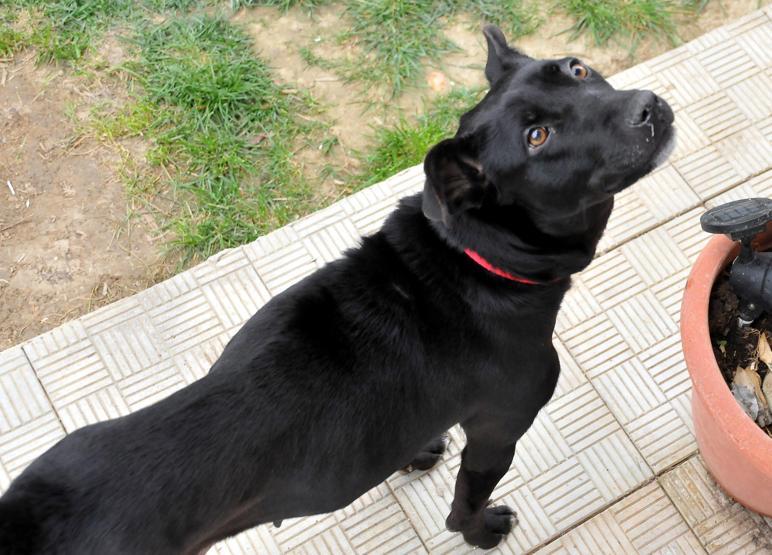 Vicdansız kadının dövdüğü köpek sütten kesildi, 8 yavru hayatını kaybetti