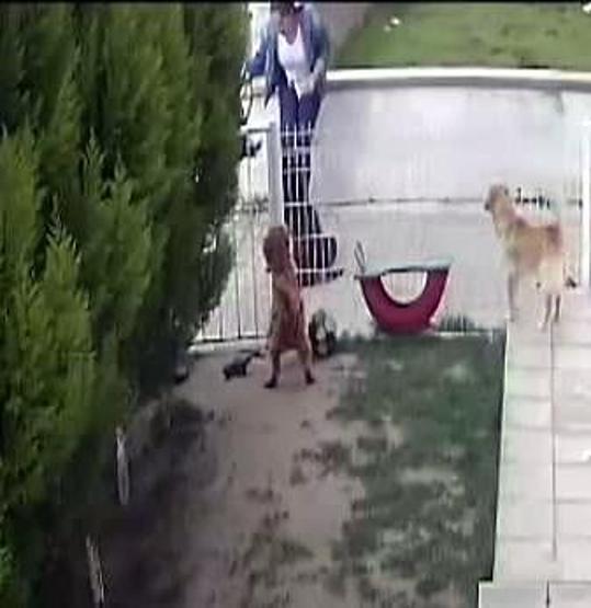 Vicdansız kadının dövdüğü köpek sütten kesildi, 8 yavru hayatını kaybetti