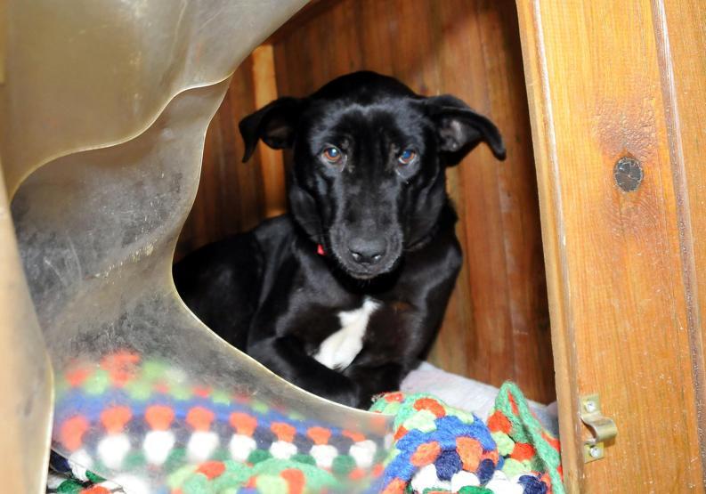 Vicdansız kadının dövdüğü köpek sütten kesildi, 8 yavru hayatını kaybetti