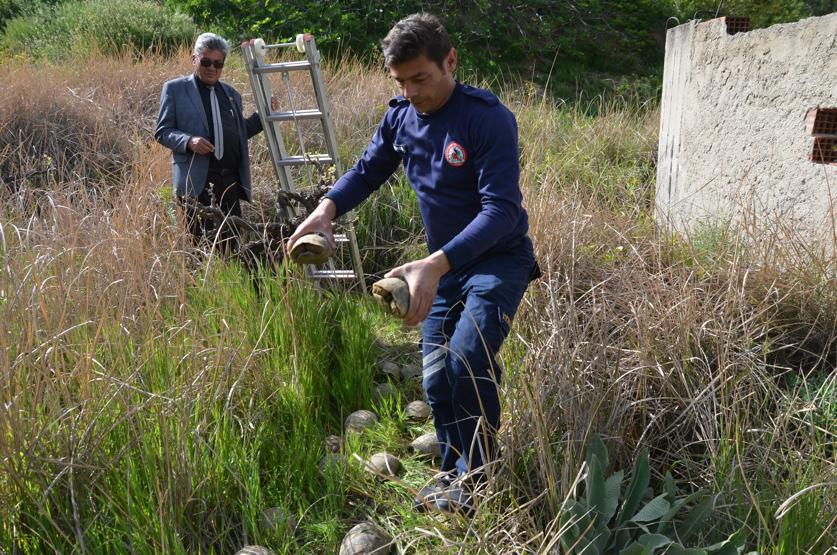 17 kaplumbağa ölmek üzereyken kurtarıldı