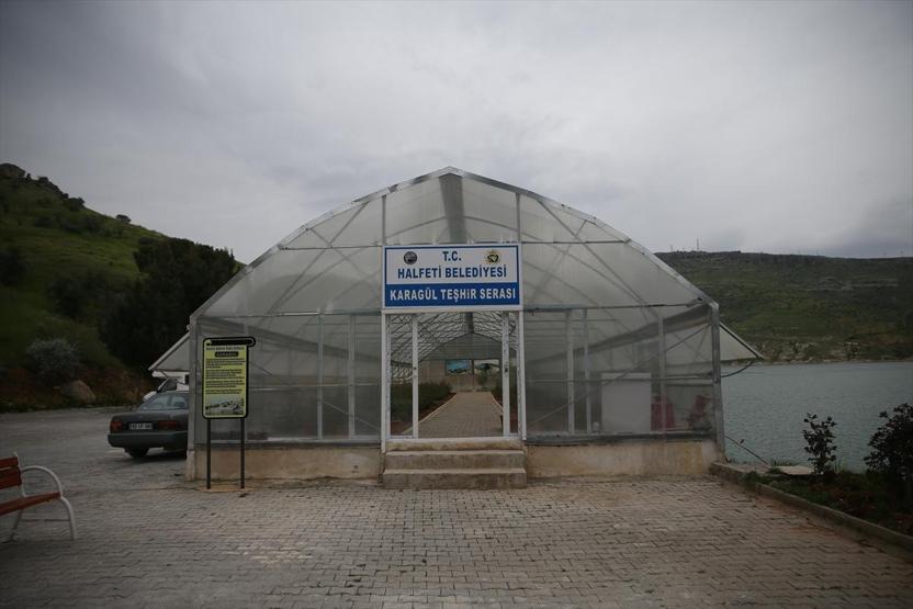 Halfetinin karagülü çiçek açtı