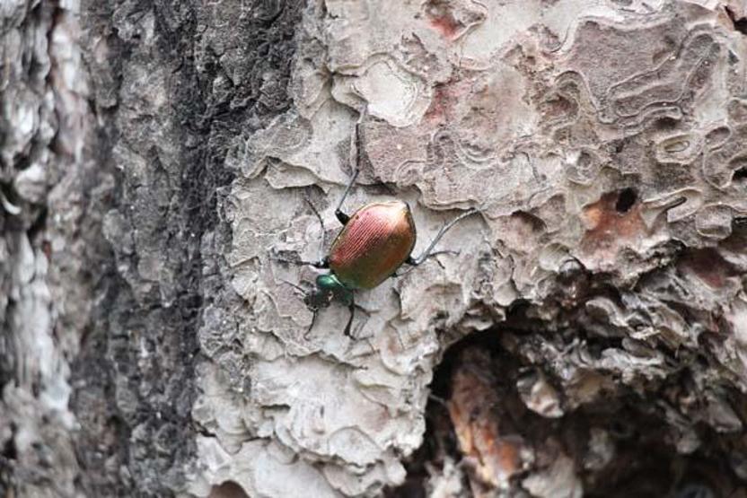 İstanbulun ciğerlerini gladyatör koruyacak... 10 bin tane bırakılacak
