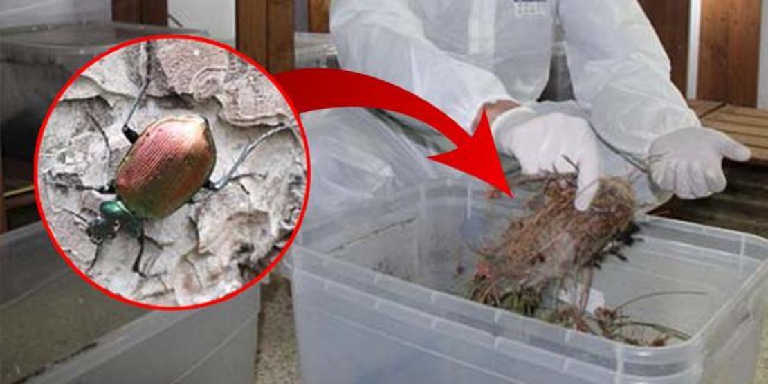 İstanbulun ciğerlerini gladyatör koruyacak... 10 bin tane bırakılacak