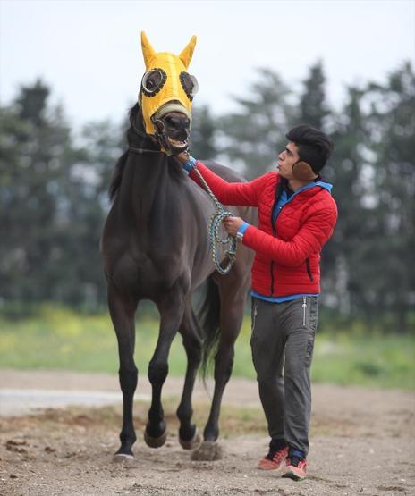 Şampiyon yarış atına alıcı çıkmadı
