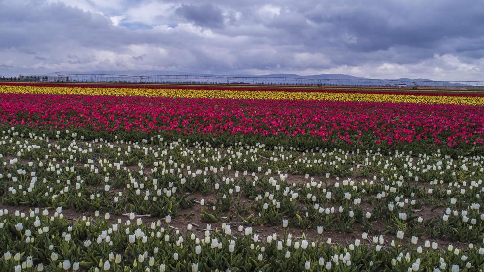 Konya Ovasındaki lale tarlasına ziyaretçi akını