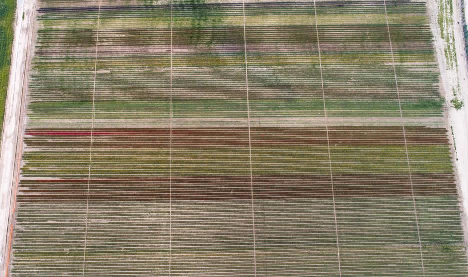 Konya Ovasındaki lale tarlasına ziyaretçi akını