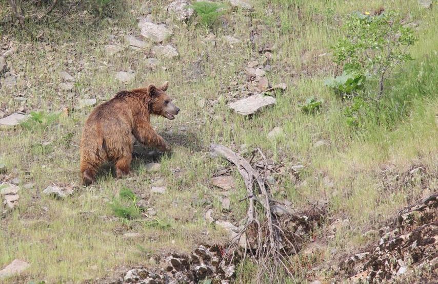 Boz ayı yiyecek ararken görüntülendi