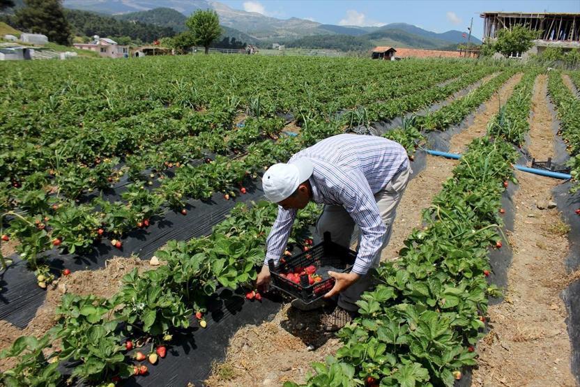 Yayladağında çilek hasadı başladı