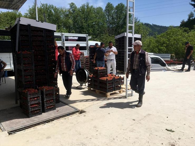 Yayladağında çilek hasadı başladı