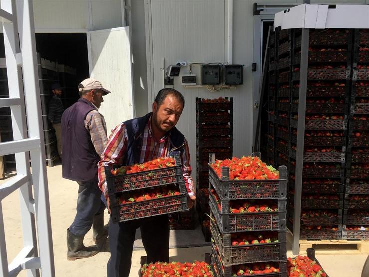 Yayladağında çilek hasadı başladı