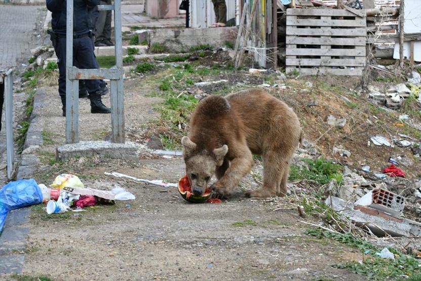 Aç kalan bozayı iftar saatinde mahalleye indi