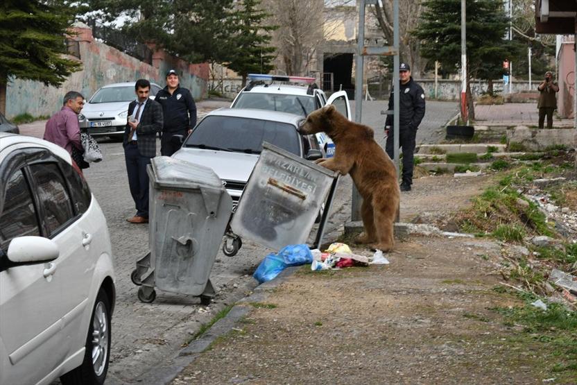 Aç kalan bozayı iftar saatinde mahalleye indi