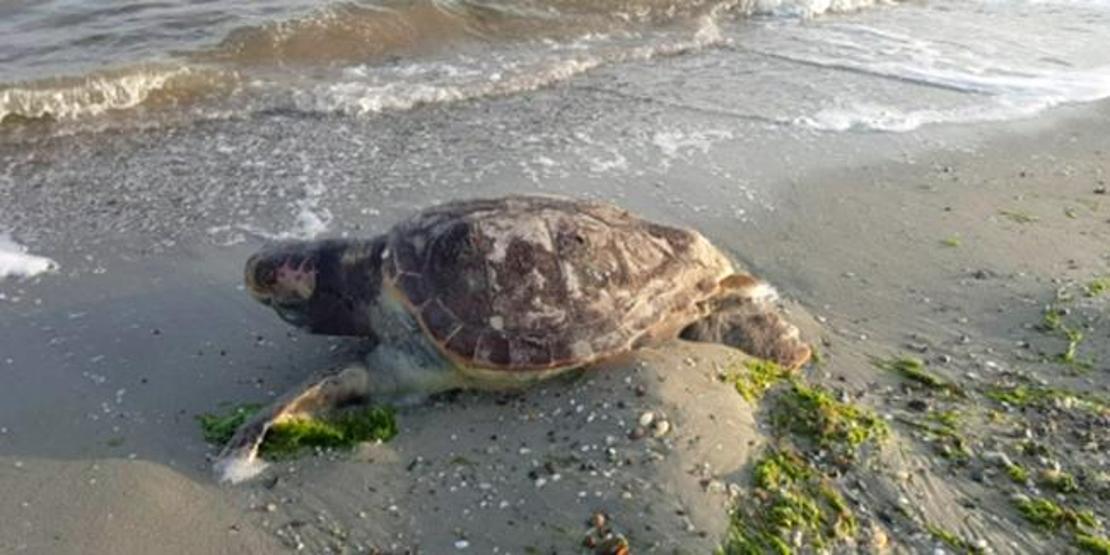 Silivride caretta caretta sahile vurdu