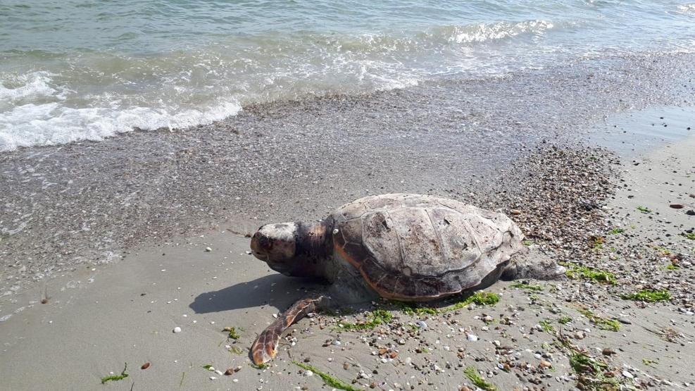 Silivride caretta caretta sahile vurdu
