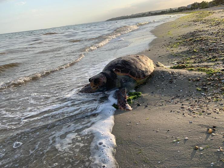 Silivride caretta caretta sahile vurdu
