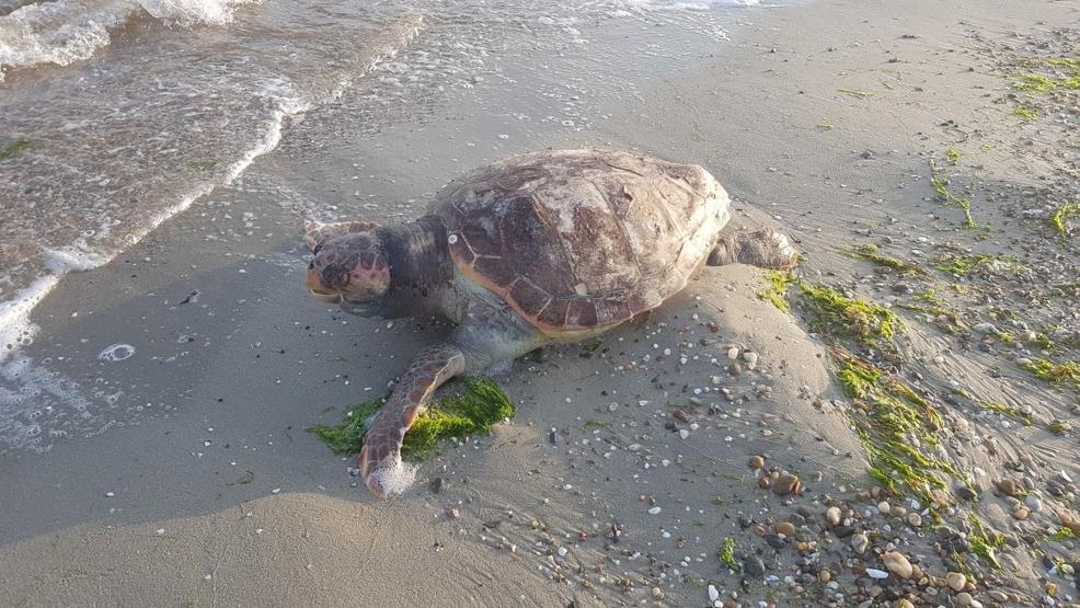 Silivride caretta caretta sahile vurdu