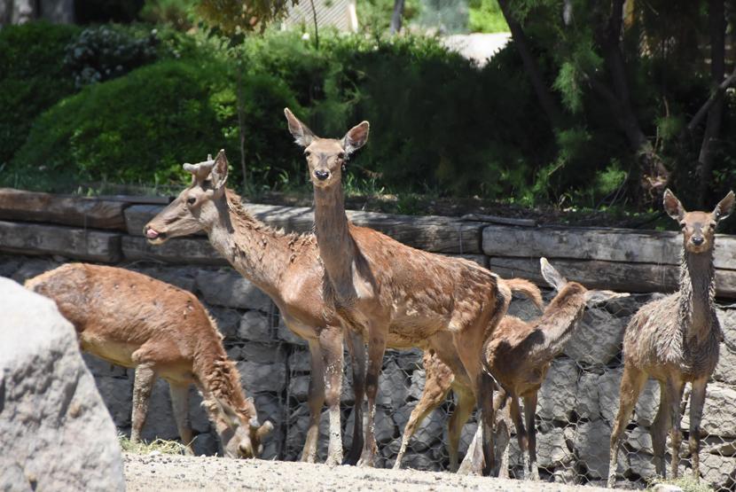Doğal Yaşam Parkının sevimli yeni üyesi ilgi odağı oldu