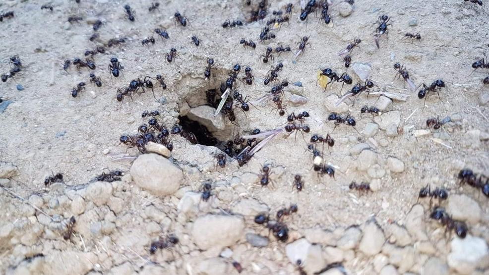 Karıncalar depremin habercisi mi Uzmanlar o soruyu yanıtladı