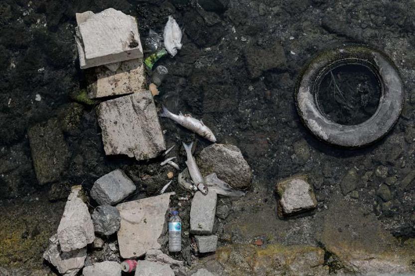 İstanbulda tedirgin eden balık ölümleri
