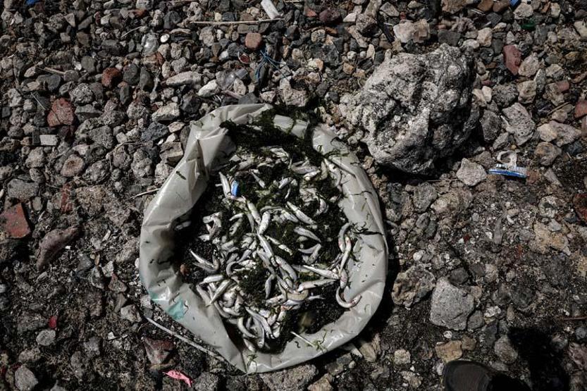 İstanbulda tedirgin eden balık ölümleri