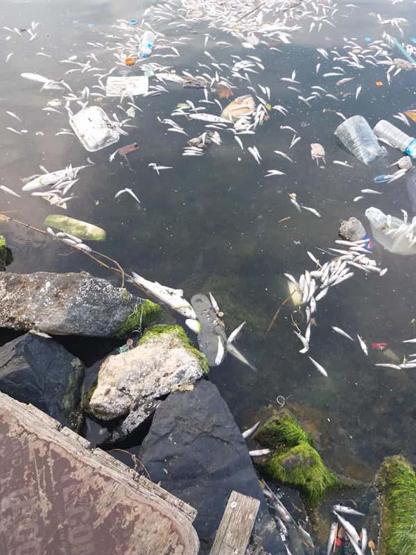 İstanbulda tedirgin eden balık ölümleri