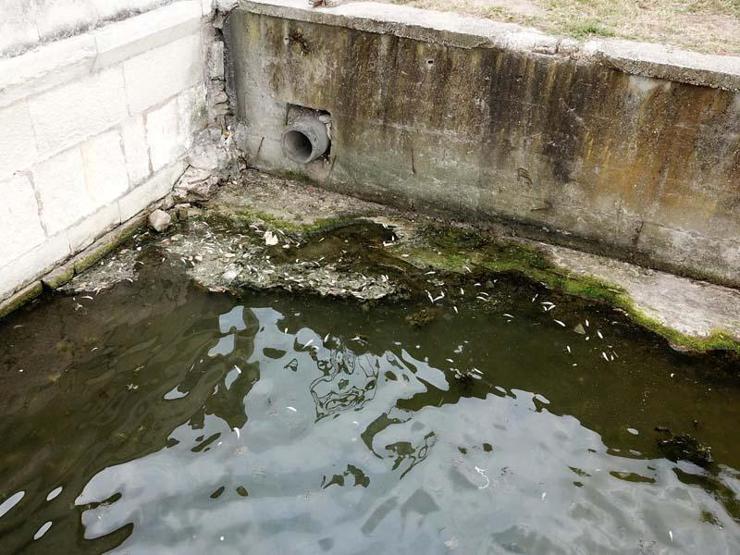 İstanbulda tedirgin eden balık ölümleri