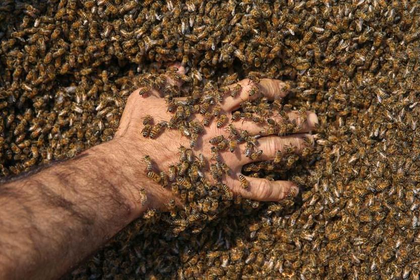 Arı Adamın hedefi Guinnesse girmek