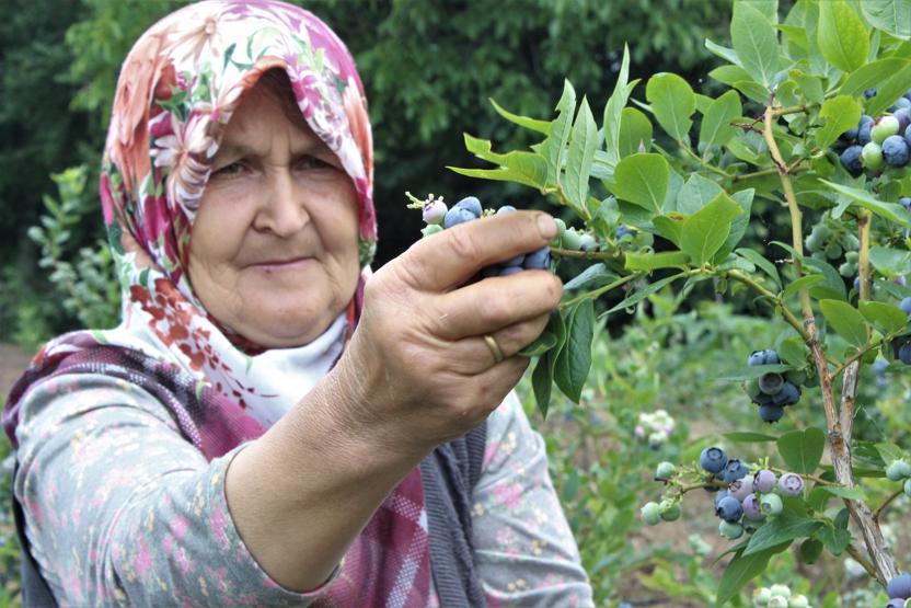 Yetiştireni zengin ediyor 1 dönümden 80 bin lira kazandı