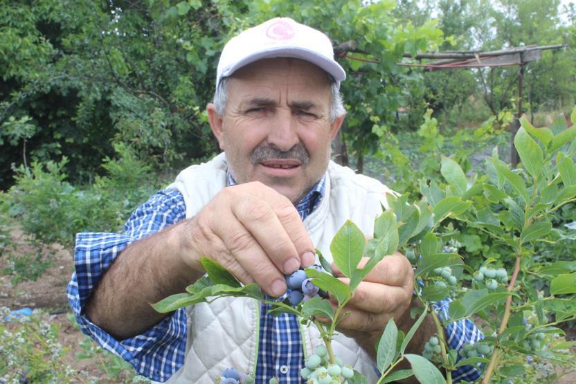 Yetiştireni zengin ediyor 1 dönümden 80 bin lira kazandı