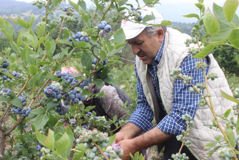 Yetiştireni zengin ediyor 1 dönümden 80 bin lira kazandı