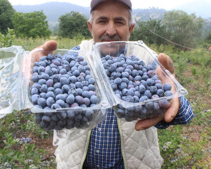 Yetiştireni zengin ediyor 1 dönümden 80 bin lira kazandı