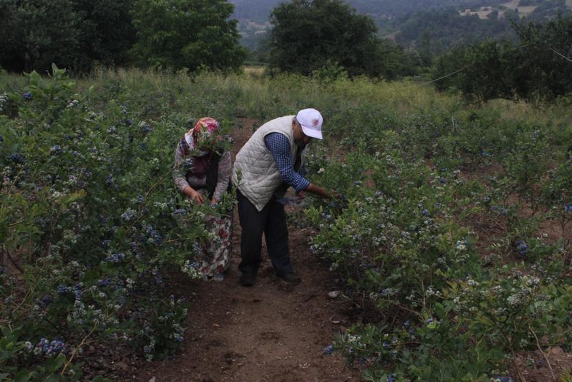 Yetiştireni zengin ediyor 1 dönümden 80 bin lira kazandı