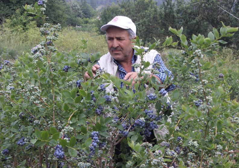 Yetiştireni zengin ediyor 1 dönümden 80 bin lira kazandı