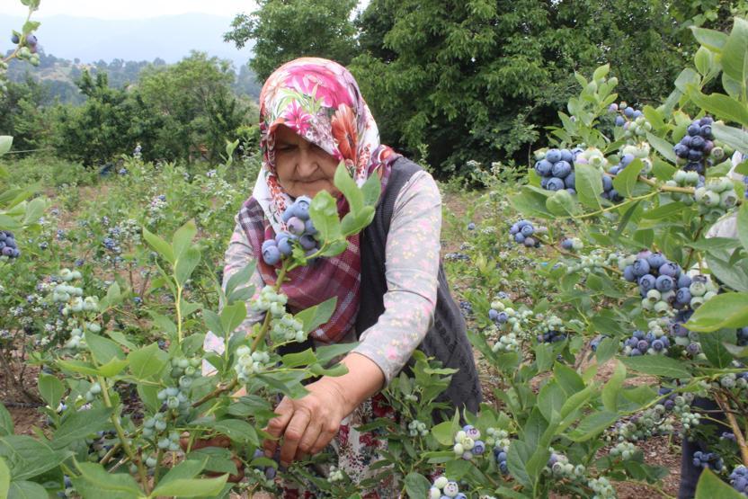 Yetiştireni zengin ediyor 1 dönümden 80 bin lira kazandı
