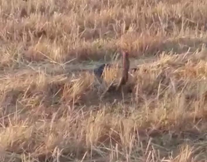 Yılanların çiftleşme dansını görüntülediler