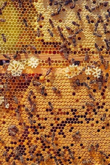 Ömrü uzatıyor, hastalıkları önlüyor Tam bir gençlik iksiri