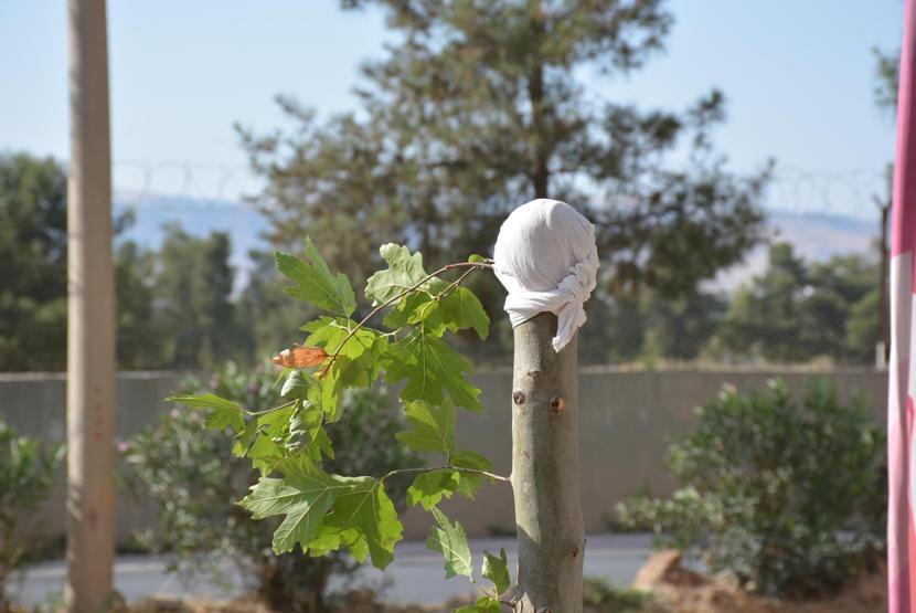 Dikili ağacı durduk yere kırmıştı Cezası belli oldu