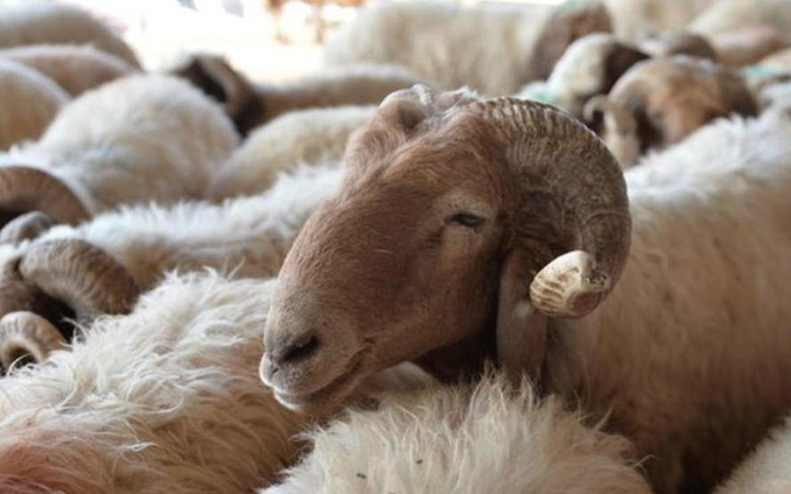Kurban Bayramı tatili 9 gün mü 2019 Kurban Bayramı günleri