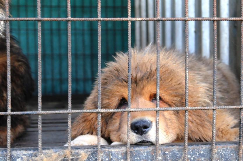 Servet değerindeki köpekleri yetiştirip yurt dışına satıyor