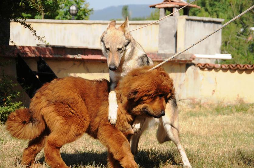 Servet değerindeki köpekleri yetiştirip yurt dışına satıyor