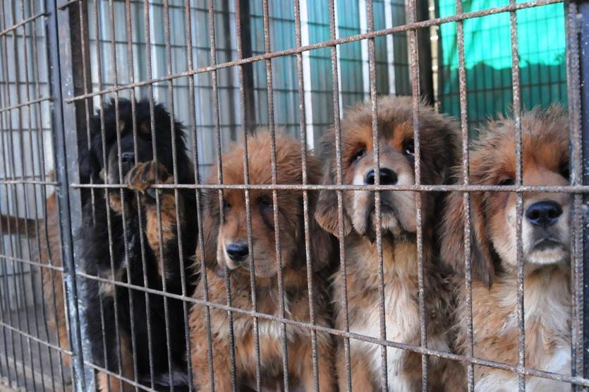 Servet değerindeki köpekleri yetiştirip yurt dışına satıyor
