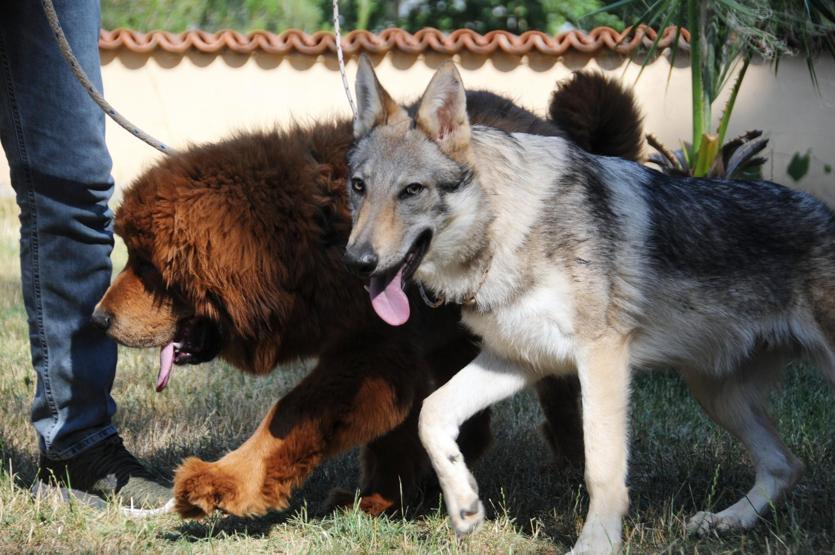 Servet değerindeki köpekleri yetiştirip yurt dışına satıyor