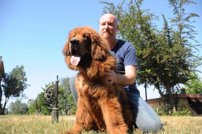 Servet değerindeki köpekleri yetiştirip yurt dışına satıyor