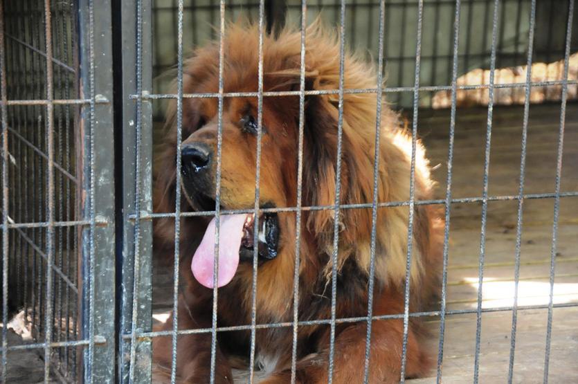 Servet değerindeki köpekleri yetiştirip yurt dışına satıyor