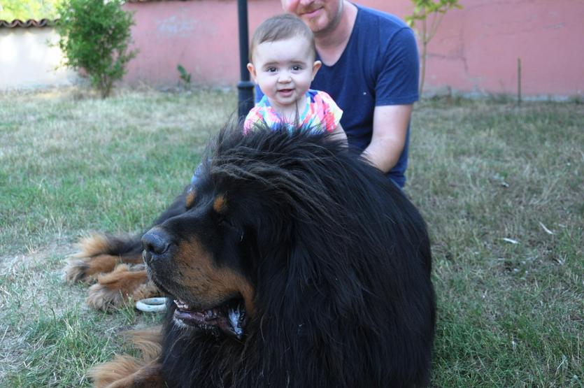 Servet değerindeki köpekleri yetiştirip yurt dışına satıyor
