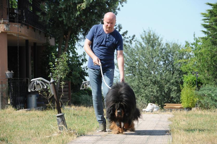 Servet değerindeki köpekleri yetiştirip yurt dışına satıyor