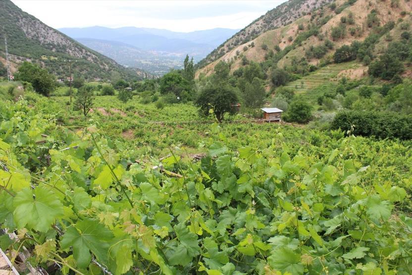 Yaprağı, meyvesinin 6 katı fiyata satılıyor