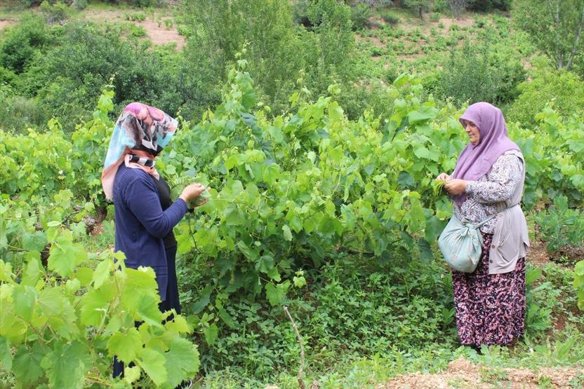 Yaprağı, meyvesinin 6 katı fiyata satılıyor