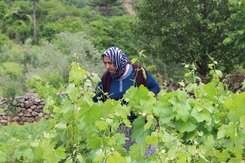 Yaprağı, meyvesinin 6 katı fiyata satılıyor